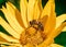 Closeup of a Carniolan honey bee on a yellow flower