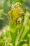 Closeup of carnivorous plant, flycatcher