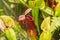 Closeup of carnivorous plant, flycatcher