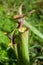 Closeup of carnivorus plant