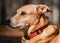 Closeup of a Carolina dog or American Dingo profile against the blurred background