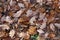 Closeup of a carpet of fallen autumn leaves on the ground during daylight