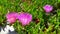 Closeup of Carpobrotus Edulis Hottentot-fig fuchsia flowers on the white sand of Budoni beach in Sardinia