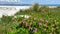 Closeup of Carpobrotus Edulis Hottentot-fig fuchsia flowers on the white sand of Budoni beach in Sardinia with the blue of the