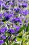 Closeup of Caryopteris, heavenly blue clandonensis, perennial flowery plants