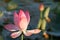 Closeup of Caspian lotus blossom in river delta.