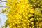 Closeup cassia fistula yellow flower bunch bloom hanging on tree branch, National flower of Thailand  Golden shower, Indian