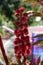 Closeup of a castor bean flower