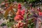 Closeup of castor oil plant in a garden under the sunlight