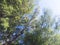 Closeup of casuarina trees and leaves