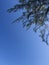 Closeup of casuarina trees and leaves