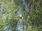 Closeup of casuarina trees and leaves