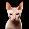 Closeup Cat of breed Sphynx Looking in camera on