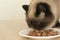 Closeup of cat eating food from a plate