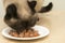 Closeup of cat eating food from a plate