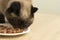 Closeup of cat eating food from a plate