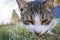 Closeup of cat head eating something in grass outdoor shot