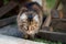 Closeup of a cat hunting outdoors in summer