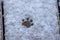 Closeup of a cat paw print on the snow