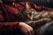 Closeup cat sleeping in pet owners hands. Generative AI