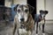 Closeup of a Catahoula dog