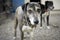 Closeup of a Catahoula dog