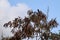 Closeup of Catalpa macaroni tree with a perched bird