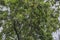 Closeup of a Catalpa Tree with Seed Pods