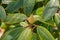 Closeup of a Catawba Rhododendron Bud