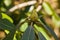 Closeup of a Catawba Rhododendron Bud