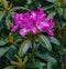 Closeup of Catawba Rhododendron Flowers