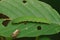 Closeup of a caterpillar of the Brimstone butterfly (Gonepteryx rhamni) on glossy buckthorn plant