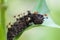 Closeup of the Caterpillar of the Cardinal Butterfly Moduza Procris