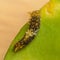 Closeup of caterpillar of common lime butterfly.