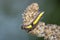 Closeup of a caterpillar of a grey dagger, Acronicta psi, moth crawling and eating