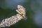 Closeup of a caterpillar of a grey dagger, Acronicta psi, moth crawling and eating