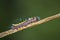 Closeup of a caterpillar of a grey dagger, Acronicta psi, moth crawling and eating