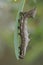Closeup of the caterpillar of the pebble prominent moth, Notodonta ziczac
