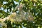 Closeup of caterpillar silk-covered tree with selective focus on foreground