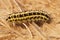 Closeup on the caterpillar of the Six-spot burnet moth, Zygaena trifolii