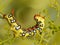 Closeup caterpillar of Spurge hawk moth eats flowers of Euphorbia stepposa