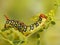 Closeup caterpillar of Spurge hawk moth eats flowers of plant