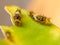 Closeup of caterpillars of common lime butterfly.