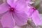 Closeup Catharanthus roseus flower