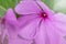 Closeup Catharanthus roseus flower