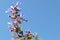 Closeup of a catmint flower against a blue sky