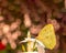 Closeup of a Catopsilia Florella butterfly, on a white flower, with bokeh lights in the background