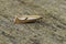 Closeup on a Catoptria conchella crambid moth, sitting on wood