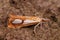 Closeup of Catoptria pinella small crambidae moth on the ground with blurred background