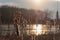 Closeup of cattails along lake front at sunset